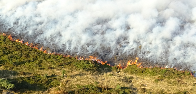 wildfire